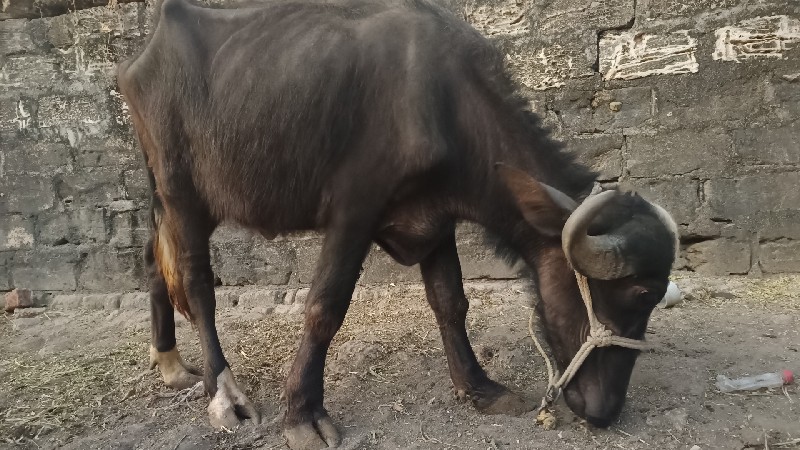 ખડેલું ૧ તથા પા...