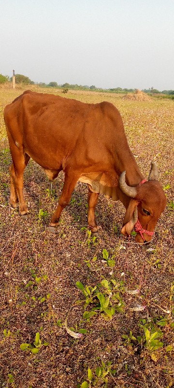 ગોઢલા વેચવાના છ...