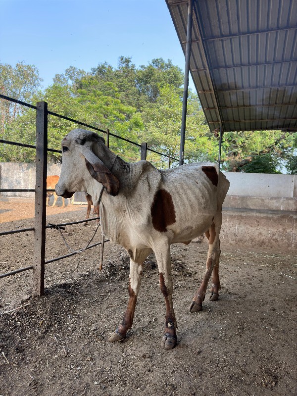 ગાય વેચવા ની છે