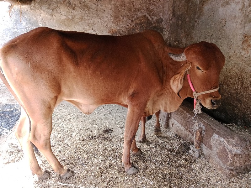 Gir vachadi