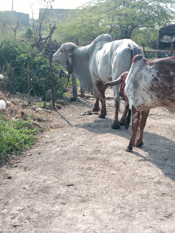 કાબરી હોડકી આપવ...