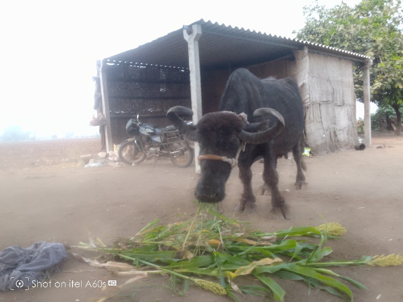 ભેસ વેચવાની છે