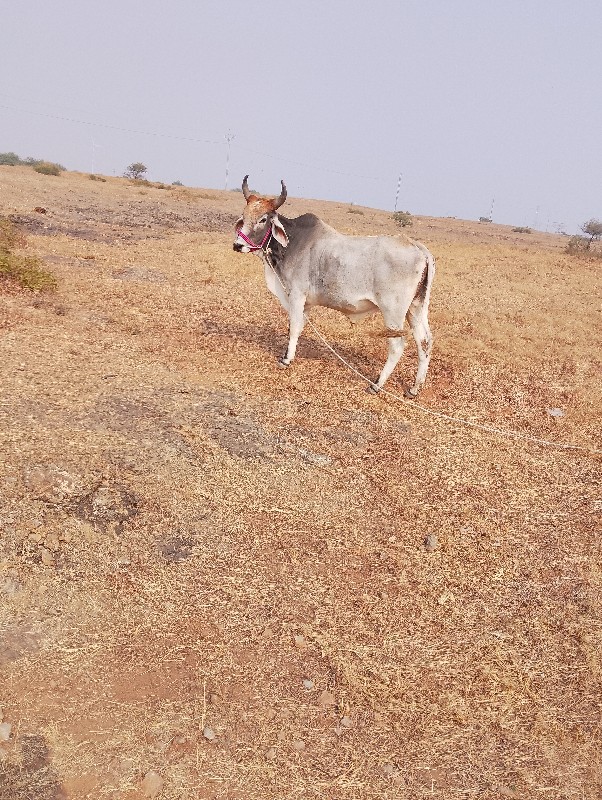 એક વાવણીનો છે ટ...