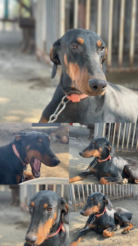 Doberman