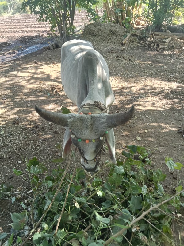 અસલ કછીડા