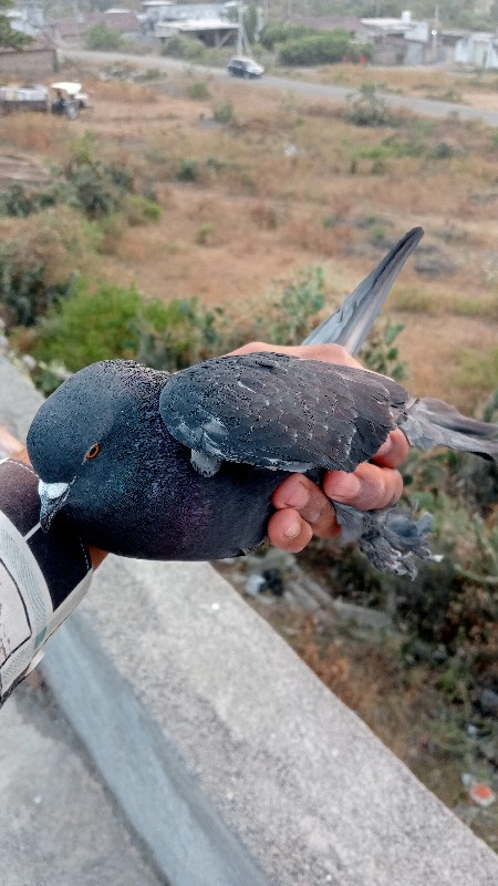 કબુતર વેચવાનું...