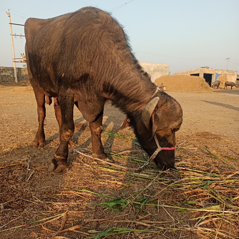 1 લુ વેતર 6 લીટ...