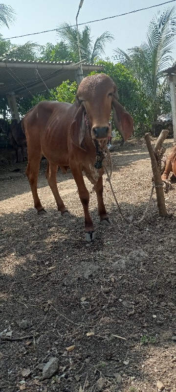 ગીર વાછડી વેચવા...