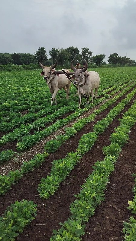 ગોઢલા