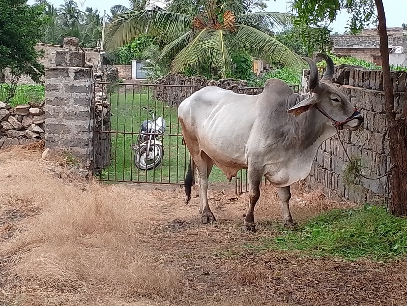 બળદ વેચવાનો છે