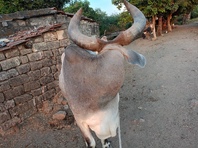 બળદ વેસવાનો સે