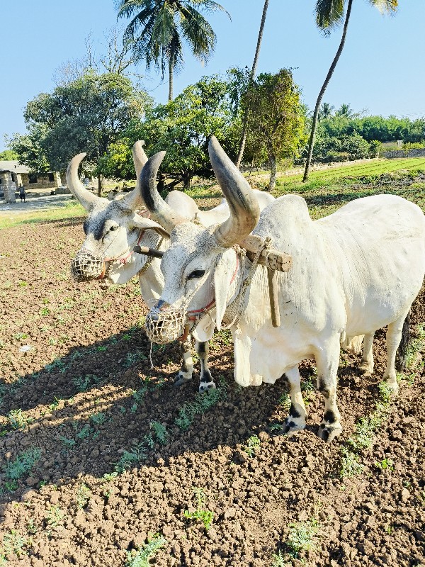 બળદ વેસવા ના સે