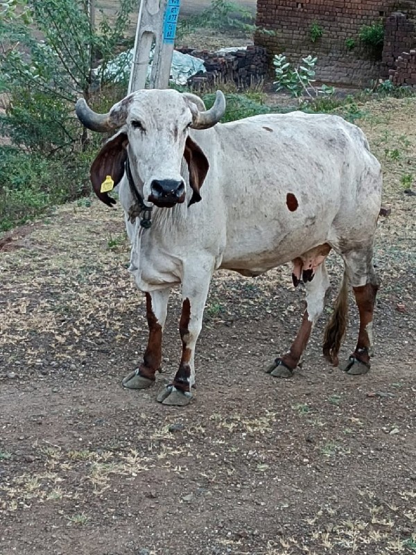 ગાય