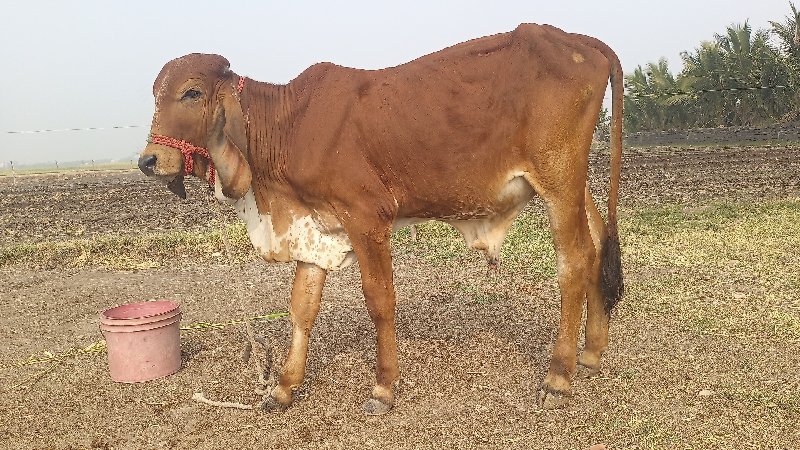 વાછડો ખૂંટ કરવા...