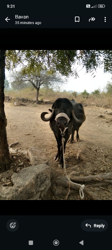 પાડો વેસવાનોછે