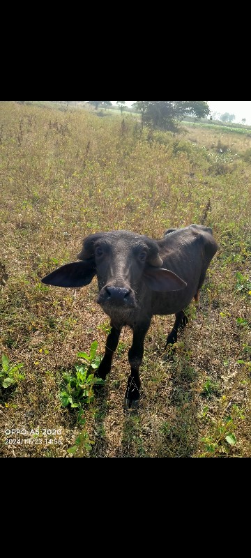 પાડી વેચવાની છે