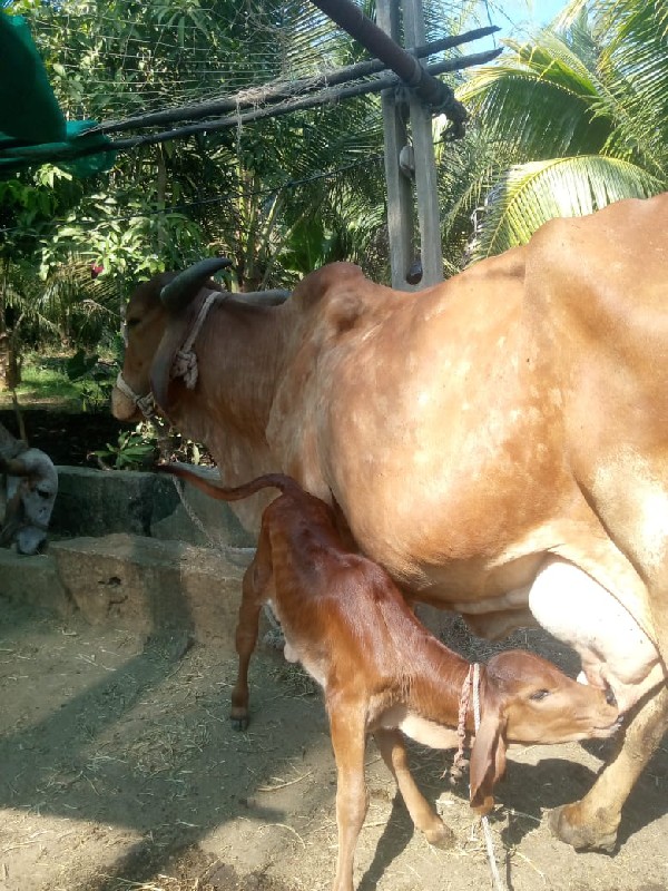 ગાય 🐄