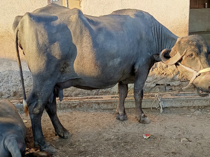 ભેંસ વેચવાની સે