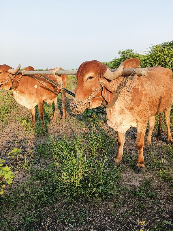 બળદ વેચવાના છે