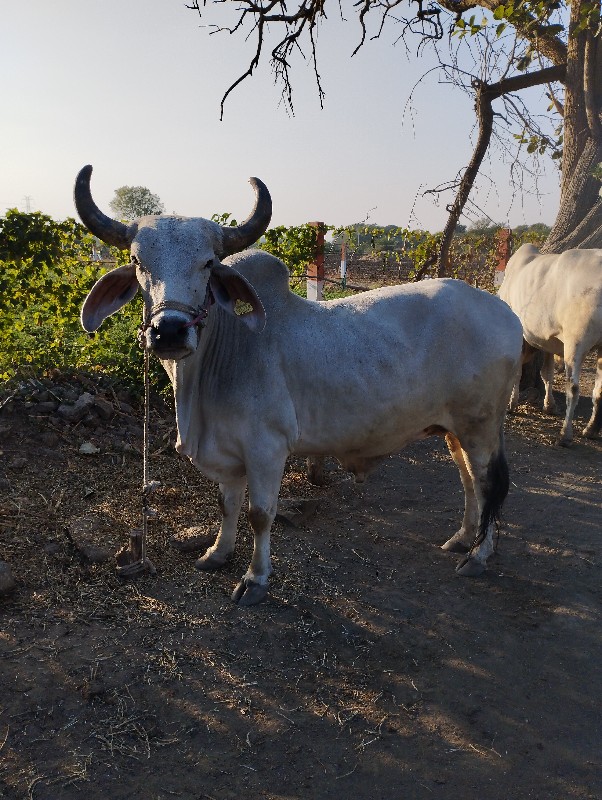 પિલિ ધર નો ઘોઢલ...