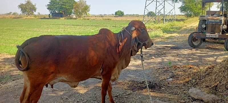 ગાય વેચવાની છે