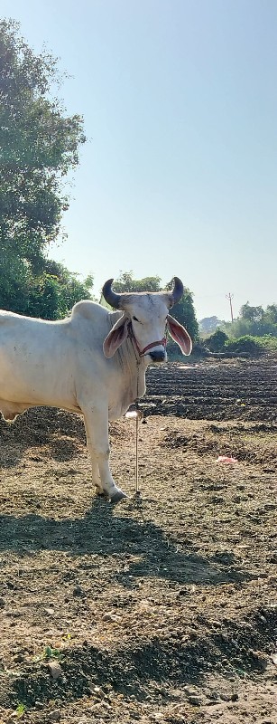 વેચવાનો છે એક જ...