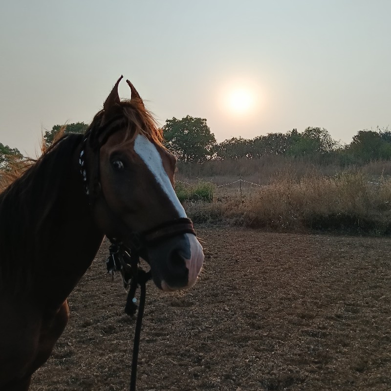 ઘોડો કુદવાવાળો