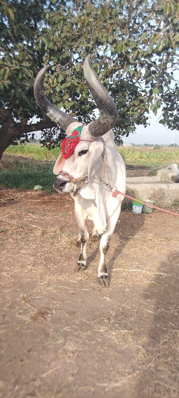 આવો લેવા નો સે