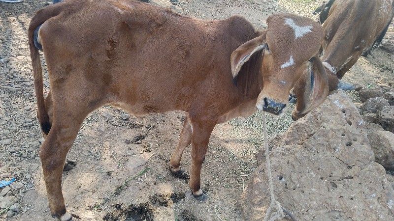 ગાય બચુ
ગાય અને...