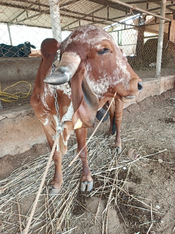 ગાય દેવાની છે