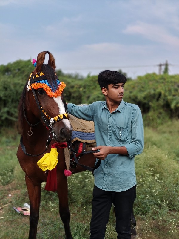 વેચવા ની