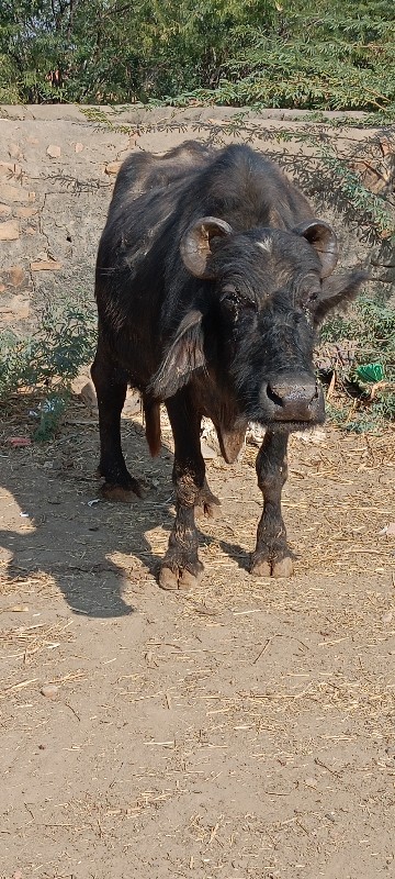 ભેંસ વેચવાની છે