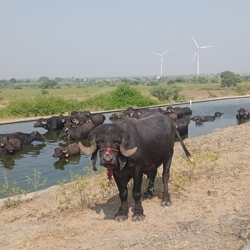 પાડો વેચવાનું છ...