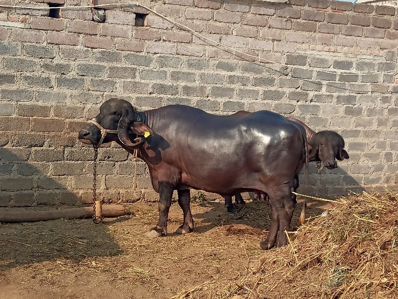 ભેંસ વેચવાની છે