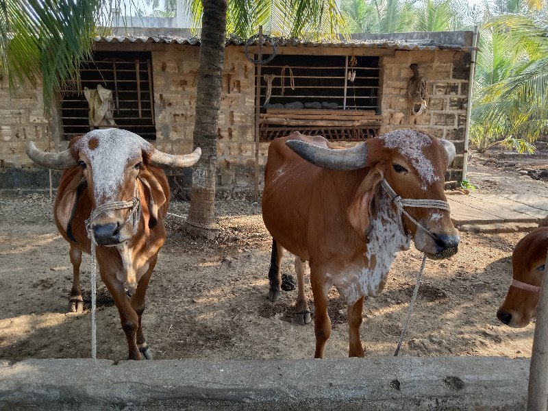 ગોઢલા વેચવાના છ...