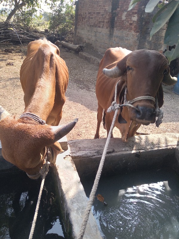 ગૌઢલાવેશવાના છે