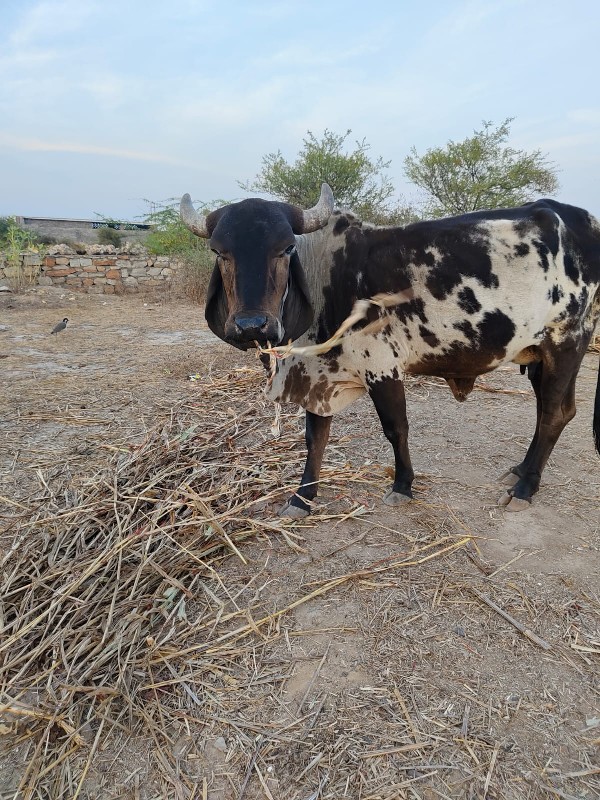 કાળી કાબ્રી ગાય...