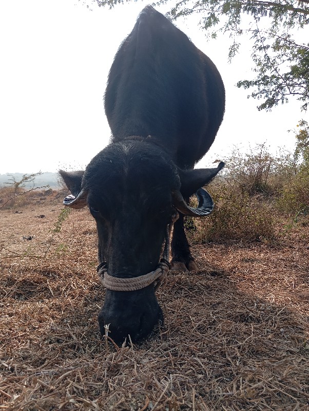 ભેશ. વેચવાનાશે....