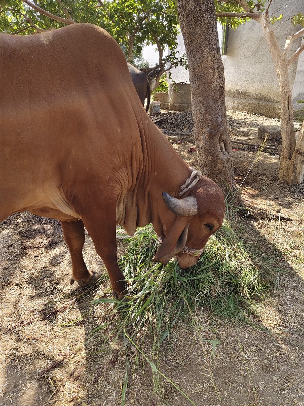 ગાય