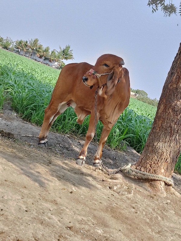 હોડકી વેચવા ની...