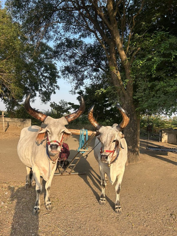 આ બળદ વેચવા ના...