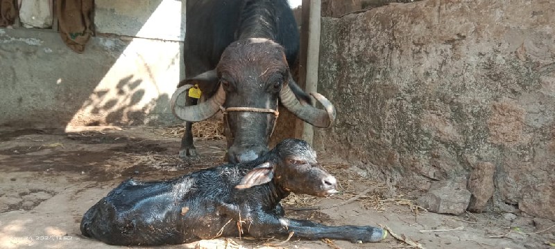 ભેંસ વેચવાની છે