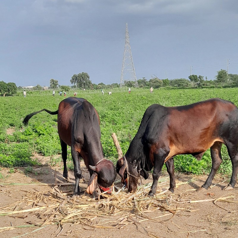 ગોંઢલા વેચવાના...