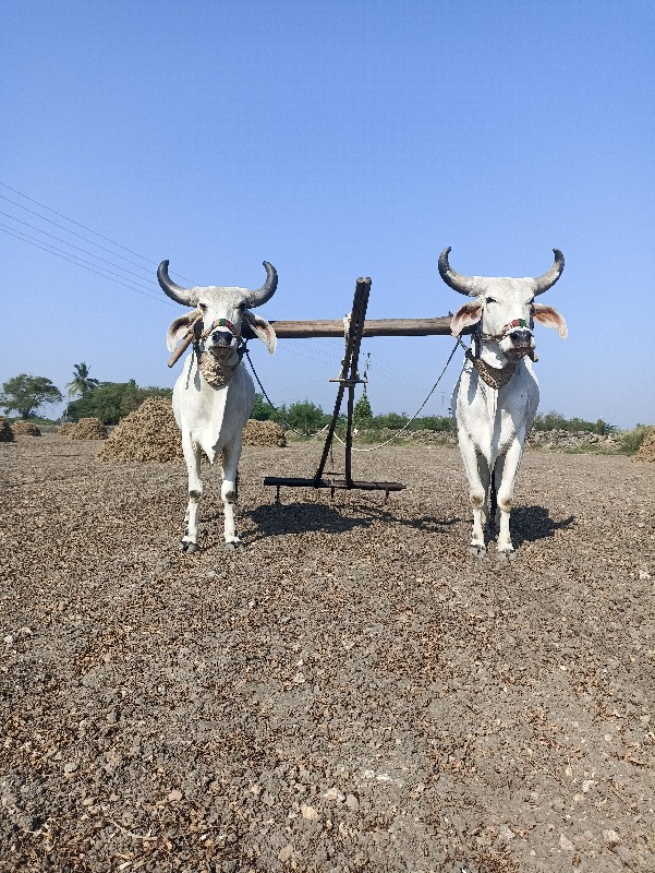 ઞૌઢલા વેચવાના