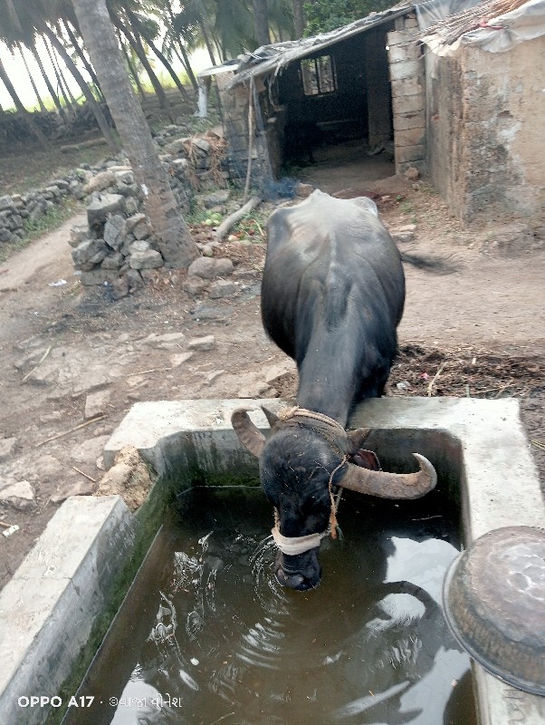 વેચવાની છે