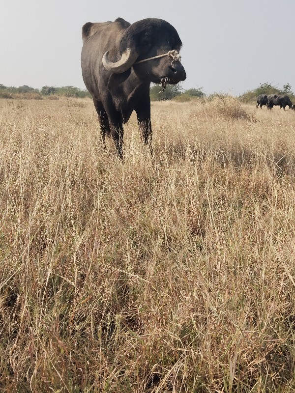 પાડો વેચવાનો છે