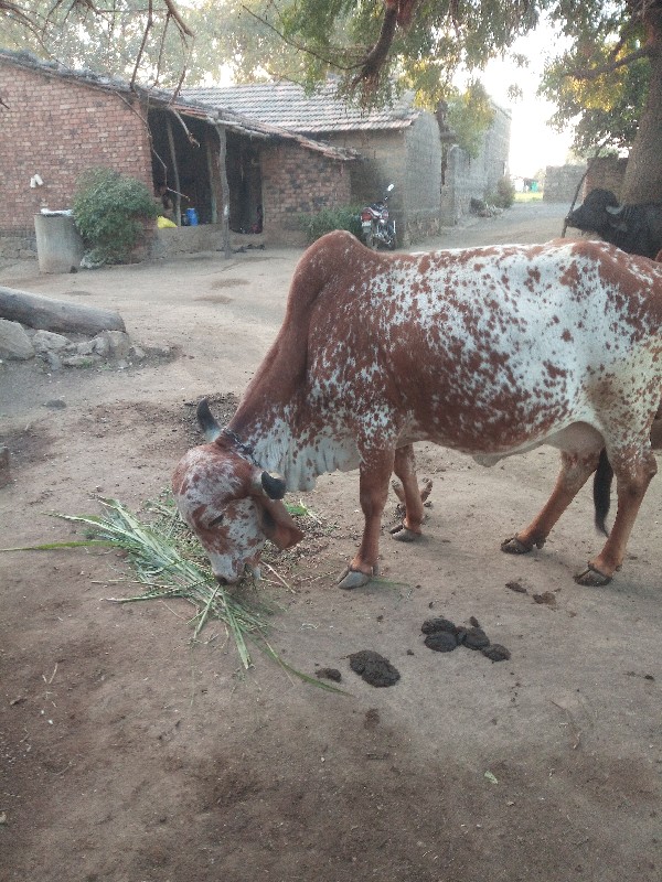 ગાય વૅસવાની સૅ