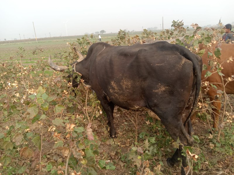 જર્સી ગાય વેચવા...