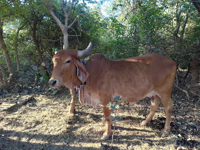 હોળકી વેચવાની છ...