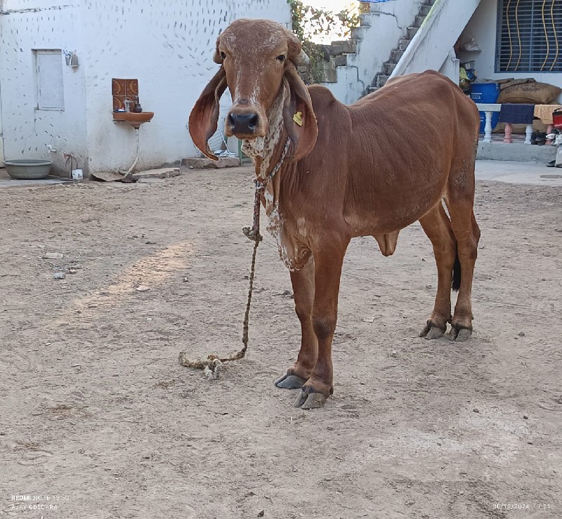 હોડકી વેચવા નિ...